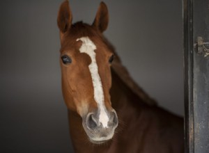 O que acontece com cavalos de corrida depois que se aposentam?