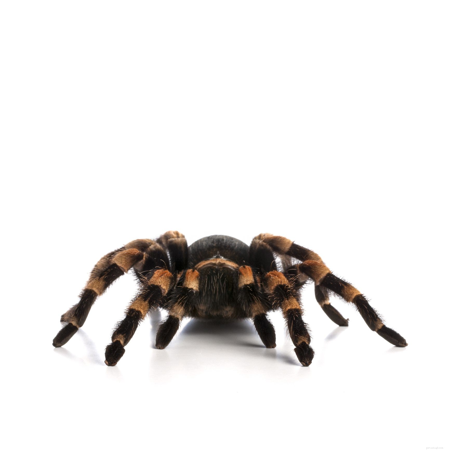 애완동물로 기르기 좋은 10가지 타란툴라 거미 종