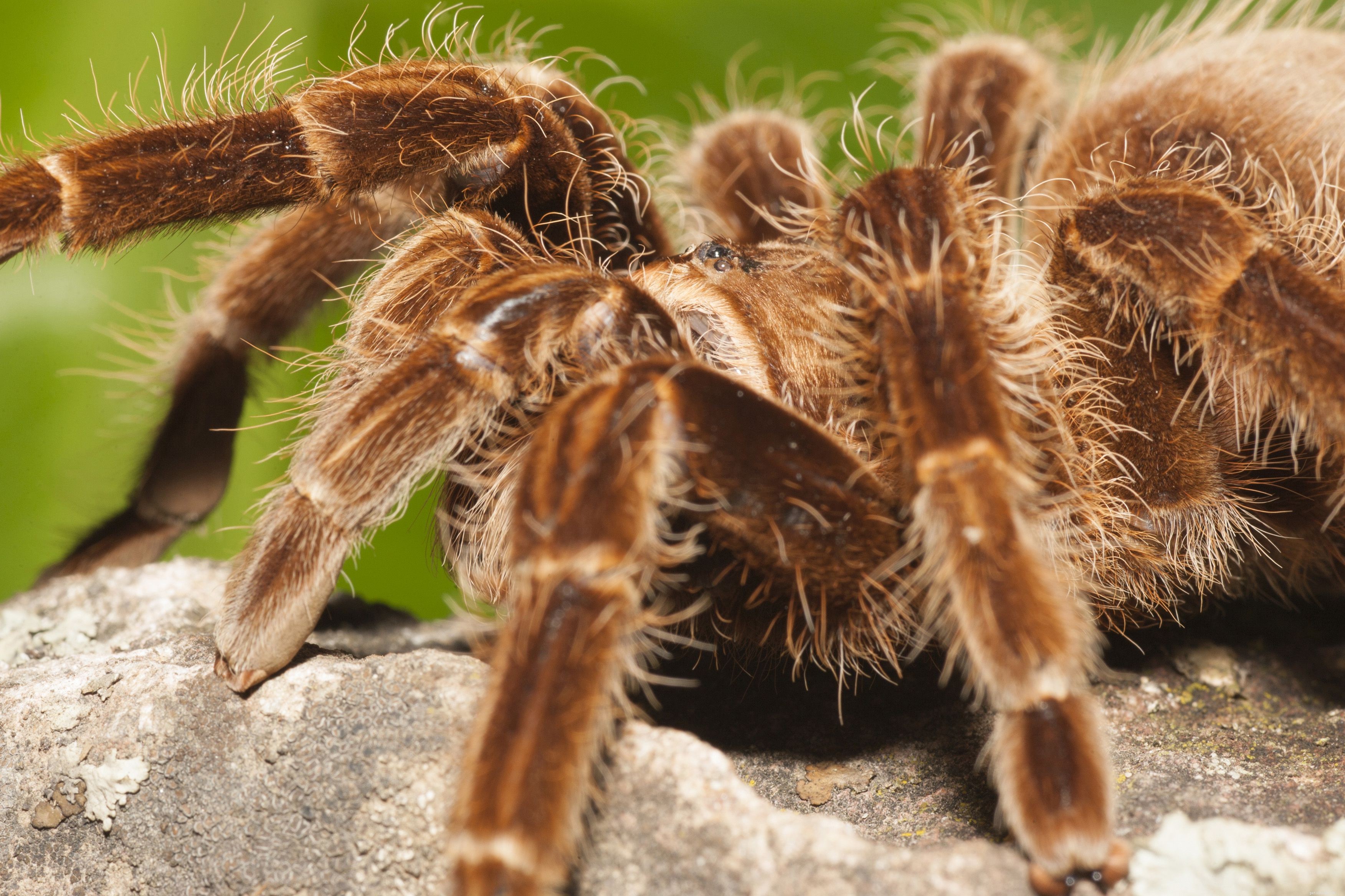 10 лучших видов тарантулов для содержания в качестве домашних животных