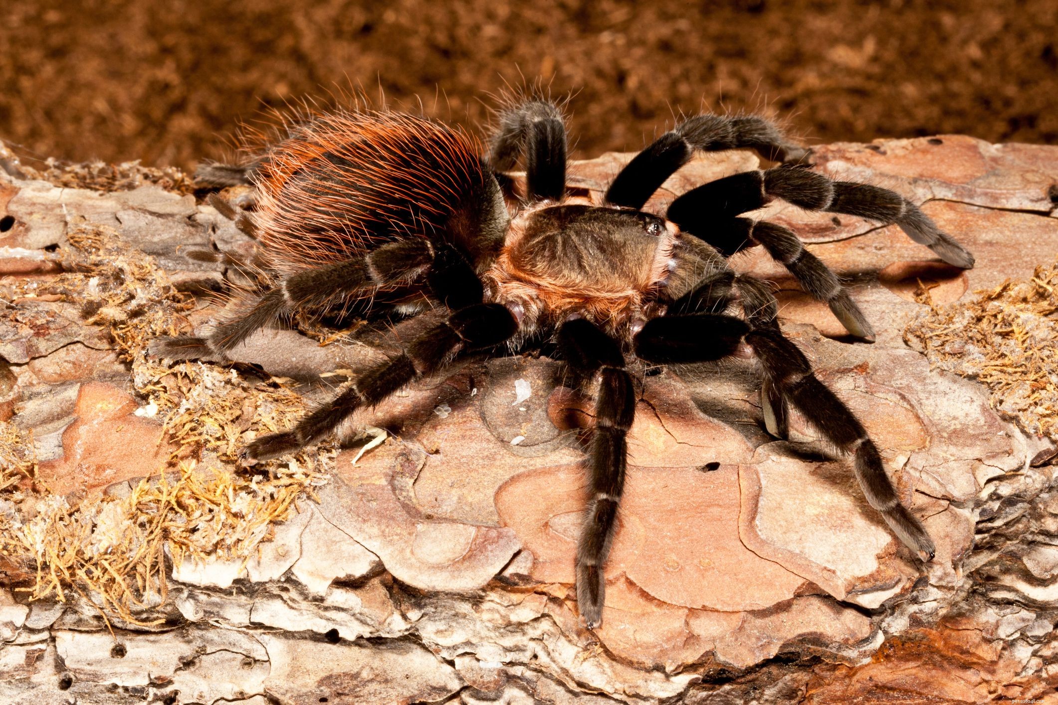 10 bästa Tarantula-arter att hålla som husdjur