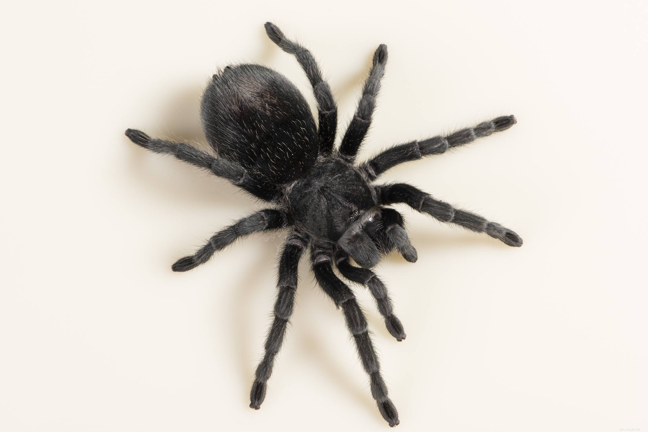 애완동물로 기르기 좋은 10가지 타란툴라 거미 종