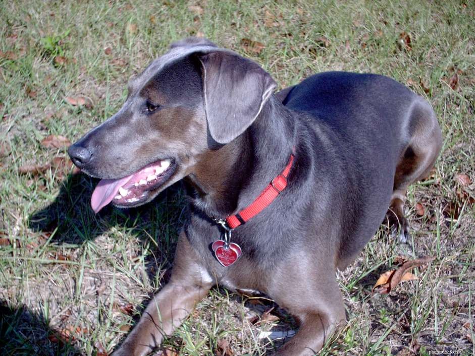 Blue Lacy:Hundrasegenskaper och skötsel