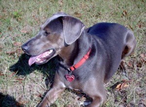 Блю Лейси:характеристики породы собак и уход за ними