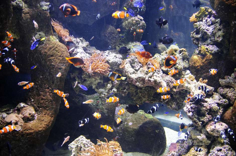 Řešení problémů s netěsným skleněným akváriem