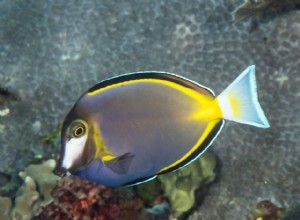 Acanthurus nigricans brun poudreux