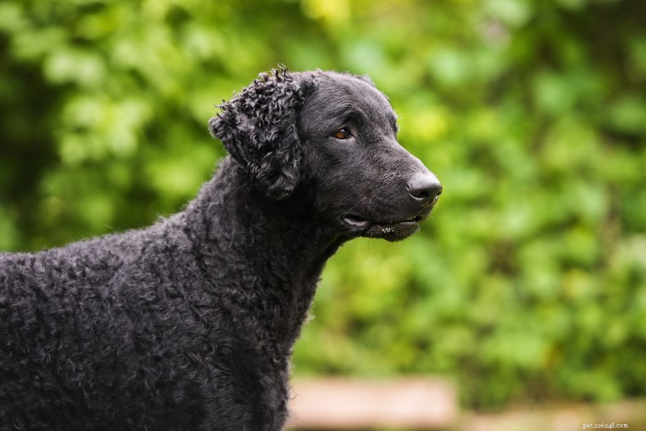 Retriever dal pelo riccio:profilo della razza canina