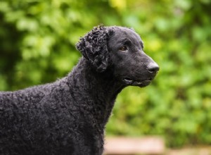 Curly-Coated Retriever:Profil plemene psů
