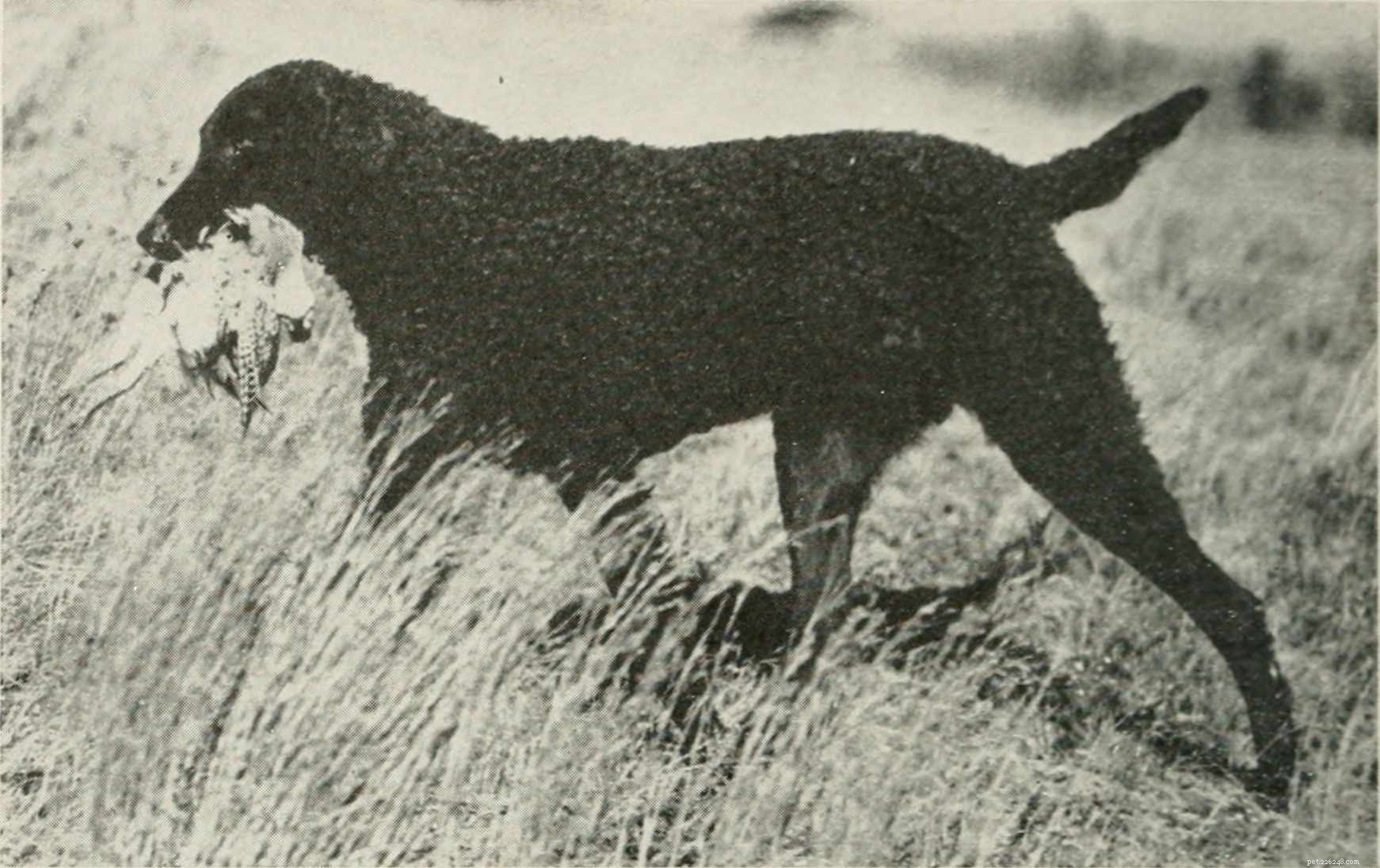 Curly-Coated Retriever:Profil plemene psů