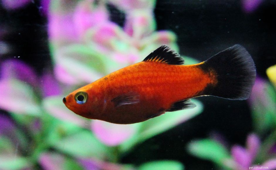 Rode kwikstaart Platy Fish Species Profile