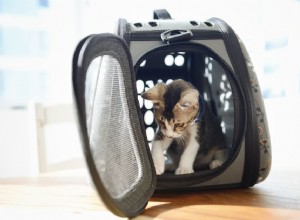 Как приучить кошку к клетке