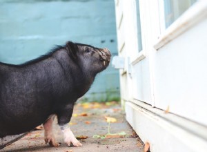 Écoulement du pénis d un cochon à ventre en pot mâle