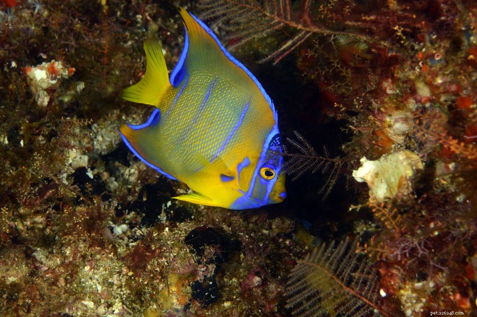 Choisir les meilleures espèces de poissons-anges d eau salée pour votre aquarium
