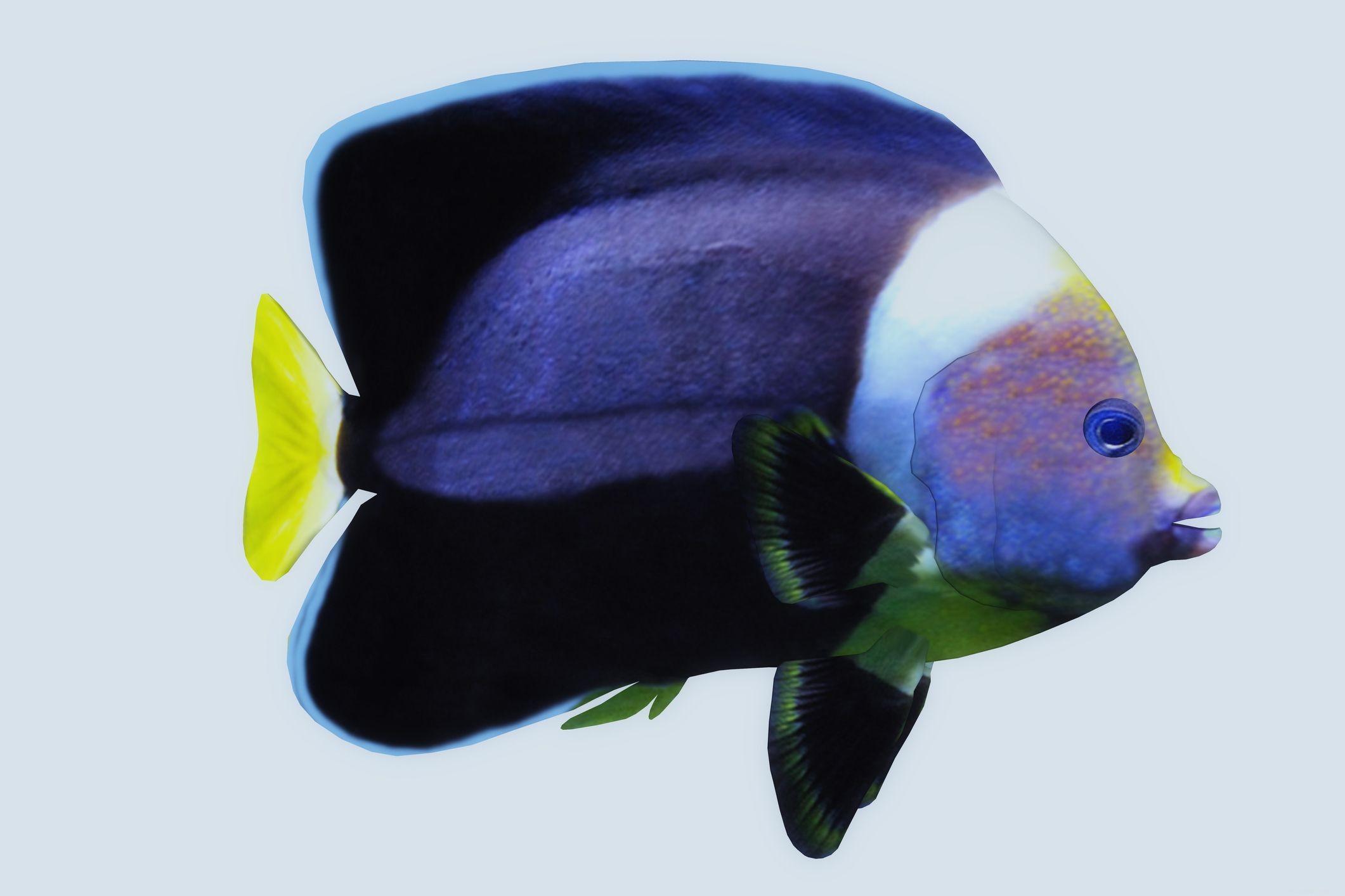 Choisir les meilleures espèces de poissons-anges d eau salée pour votre aquarium