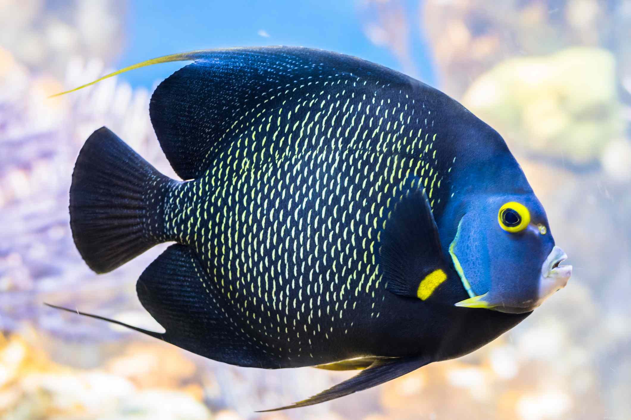 Scegliere le migliori specie di pesci angelo d acqua salata per il tuo acquario