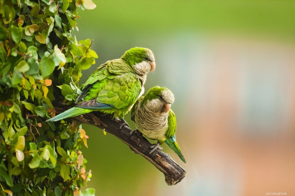 8 лучших домашних птиц малого и среднего размера, которые могут говорить