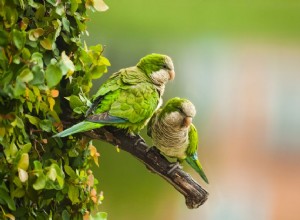 8 principais aves de estimação de pequeno a médio porte que podem falar