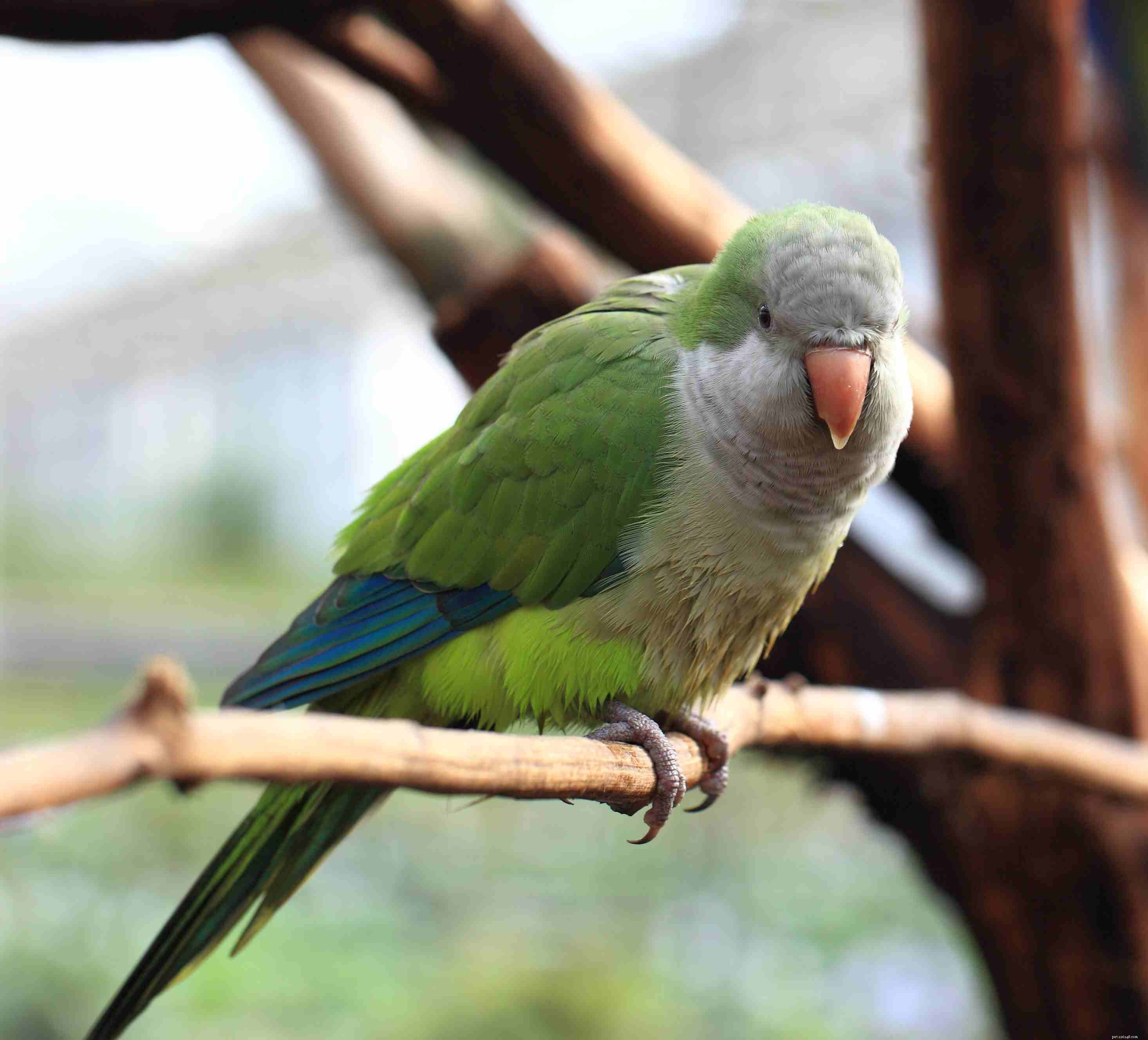 8 principais aves de estimação de pequeno a médio porte que podem falar
