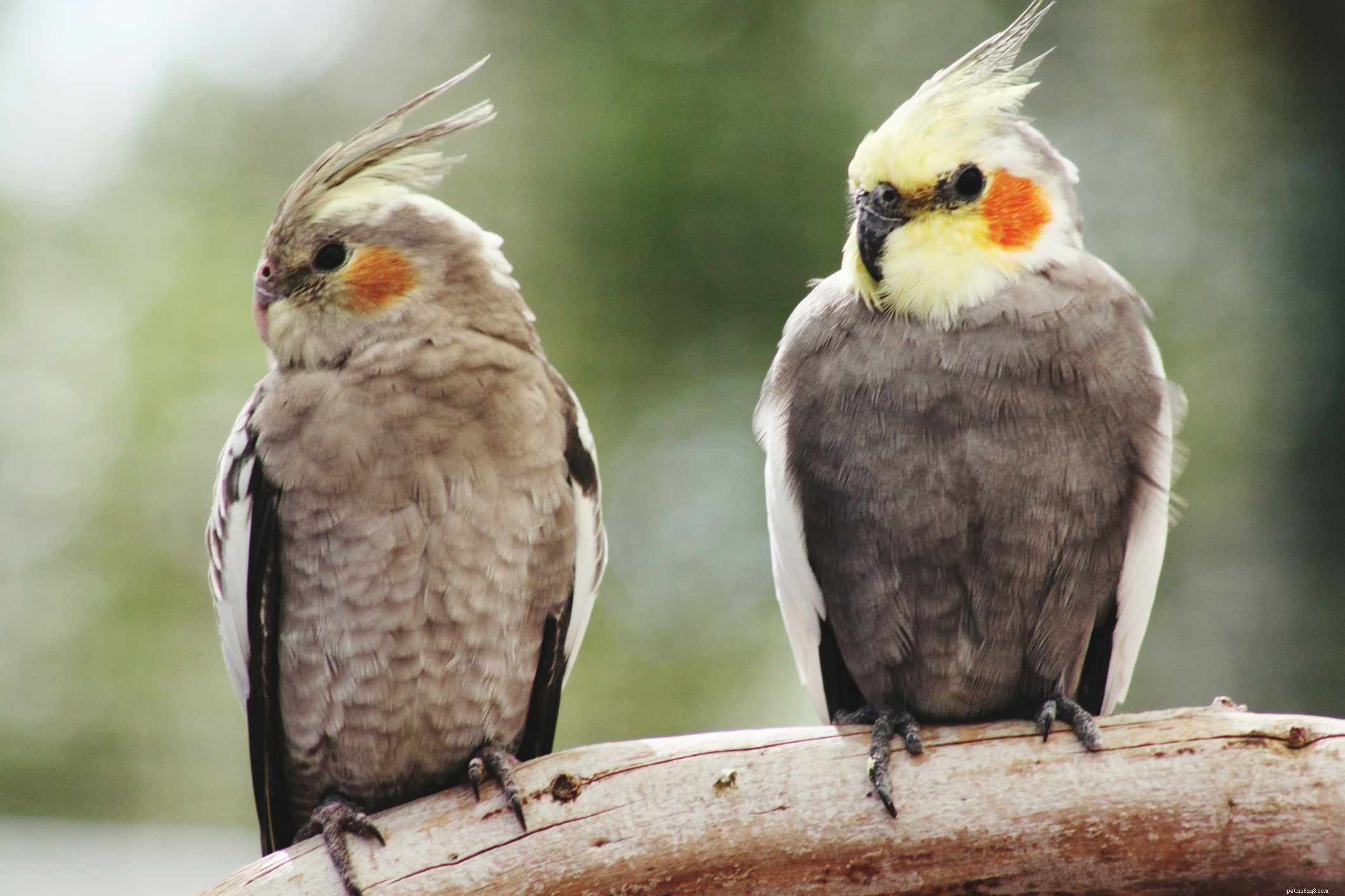 8 I migliori uccelli da compagnia di piccole e medie dimensioni che possono parlare