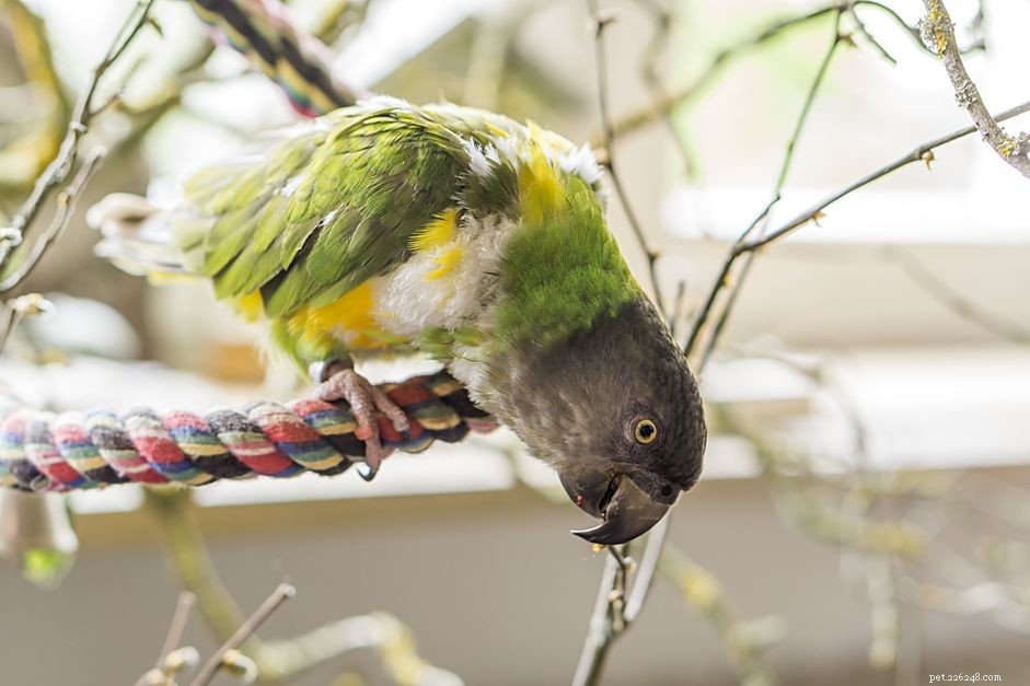 8 principais papagaios de tamanho médio para manter como animais de estimação