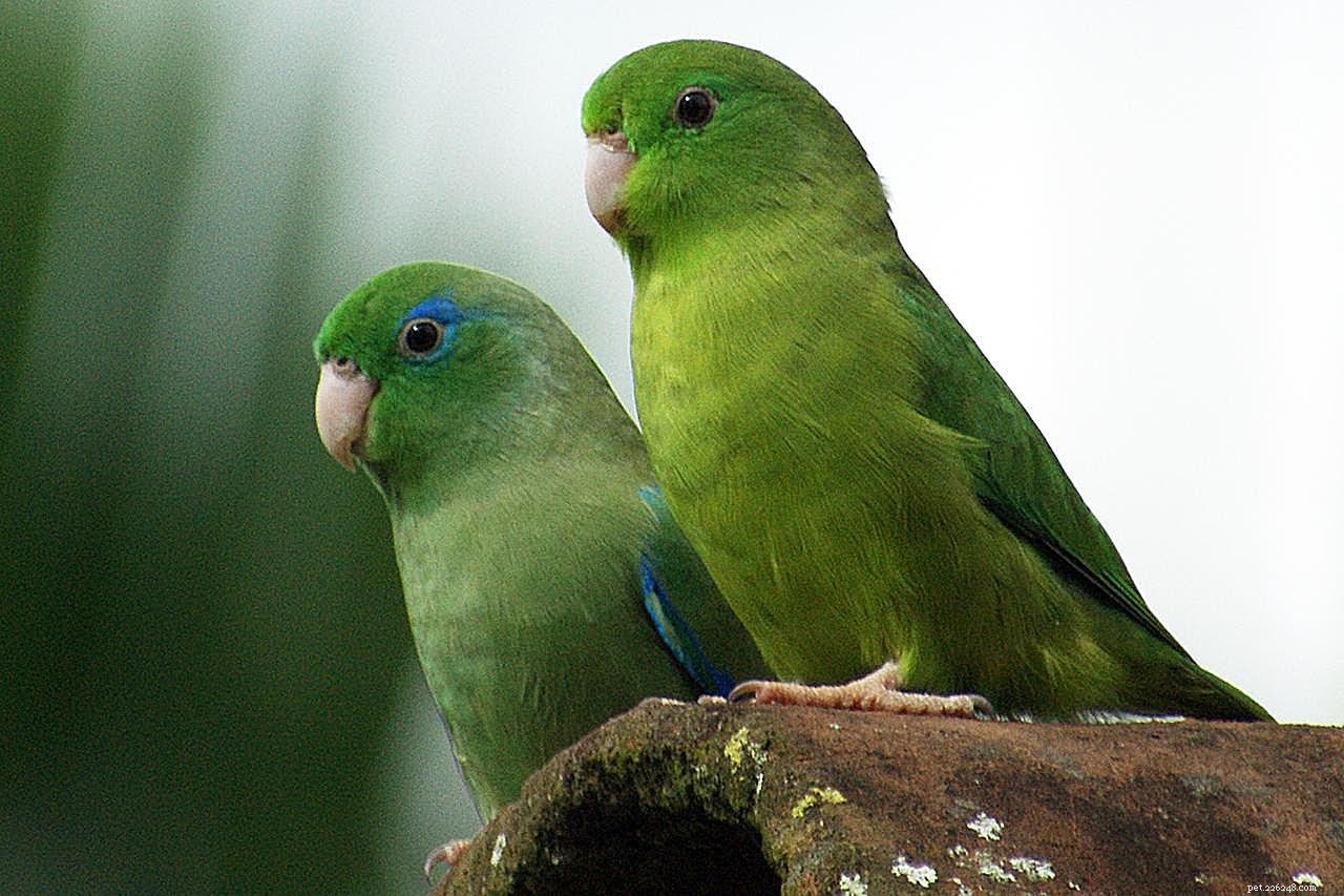 8 bästa små till medelstora fåglar som kan prata