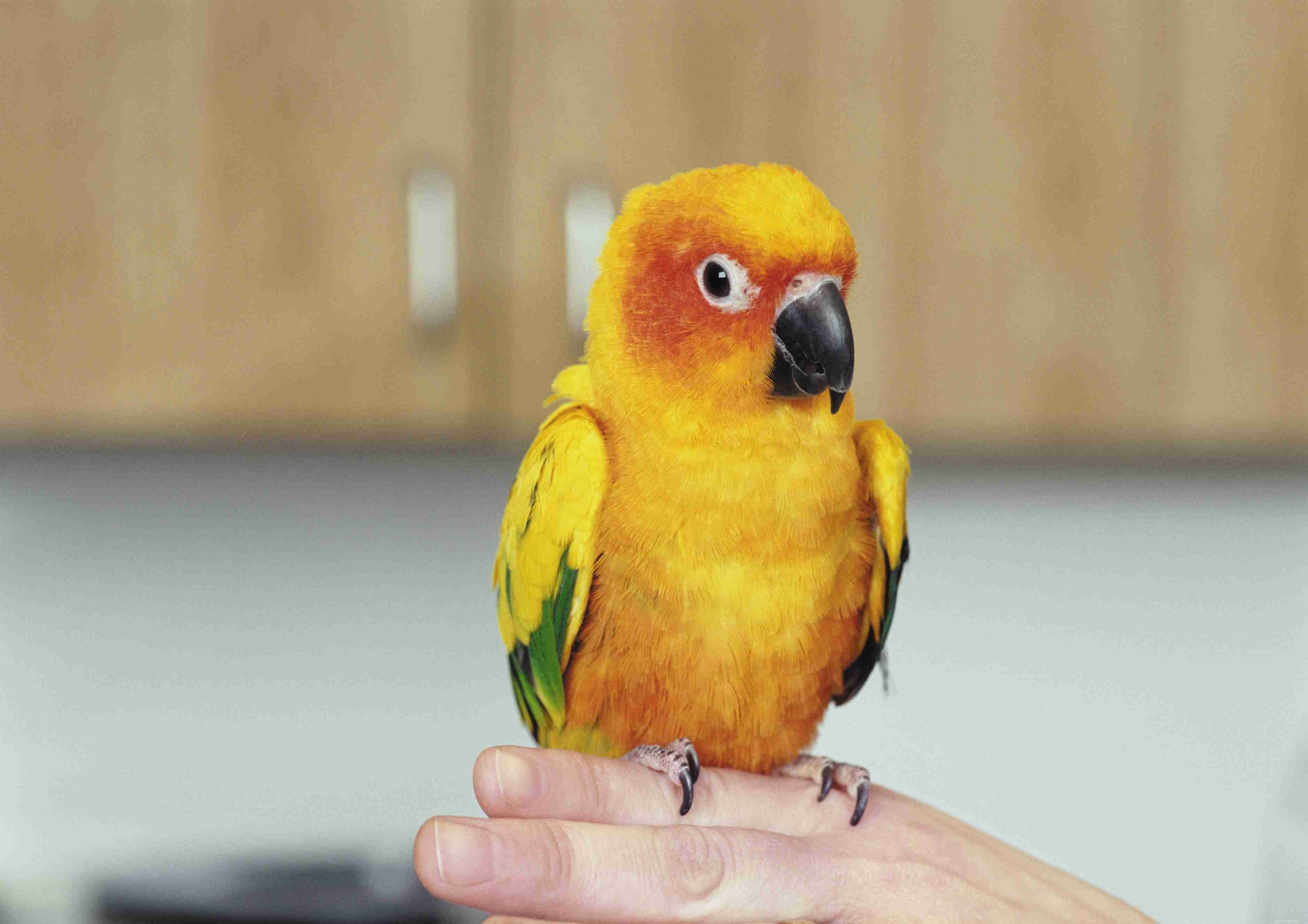 8 nejlepších středně velkých papoušků k chovu jako domácí mazlíčci