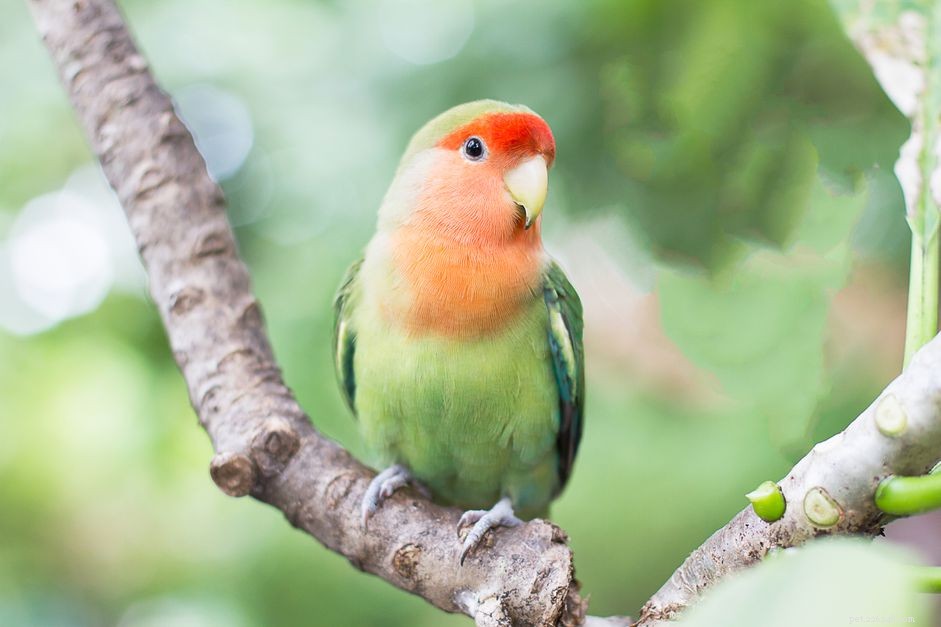 애완동물로 키우기 좋은 녹색 앵무새 8종