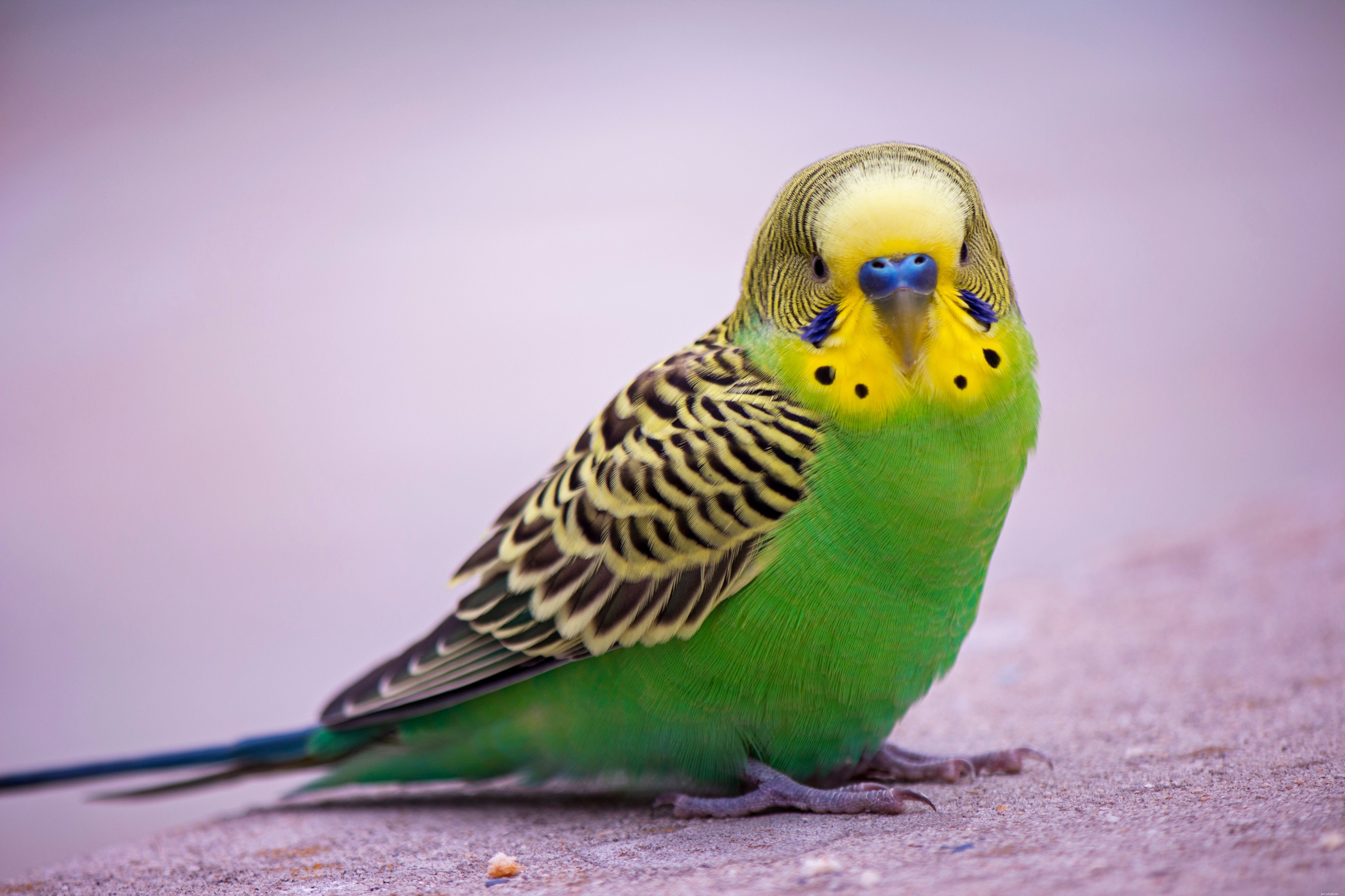Gli 8 migliori pappagalli verdi da tenere come animali domestici