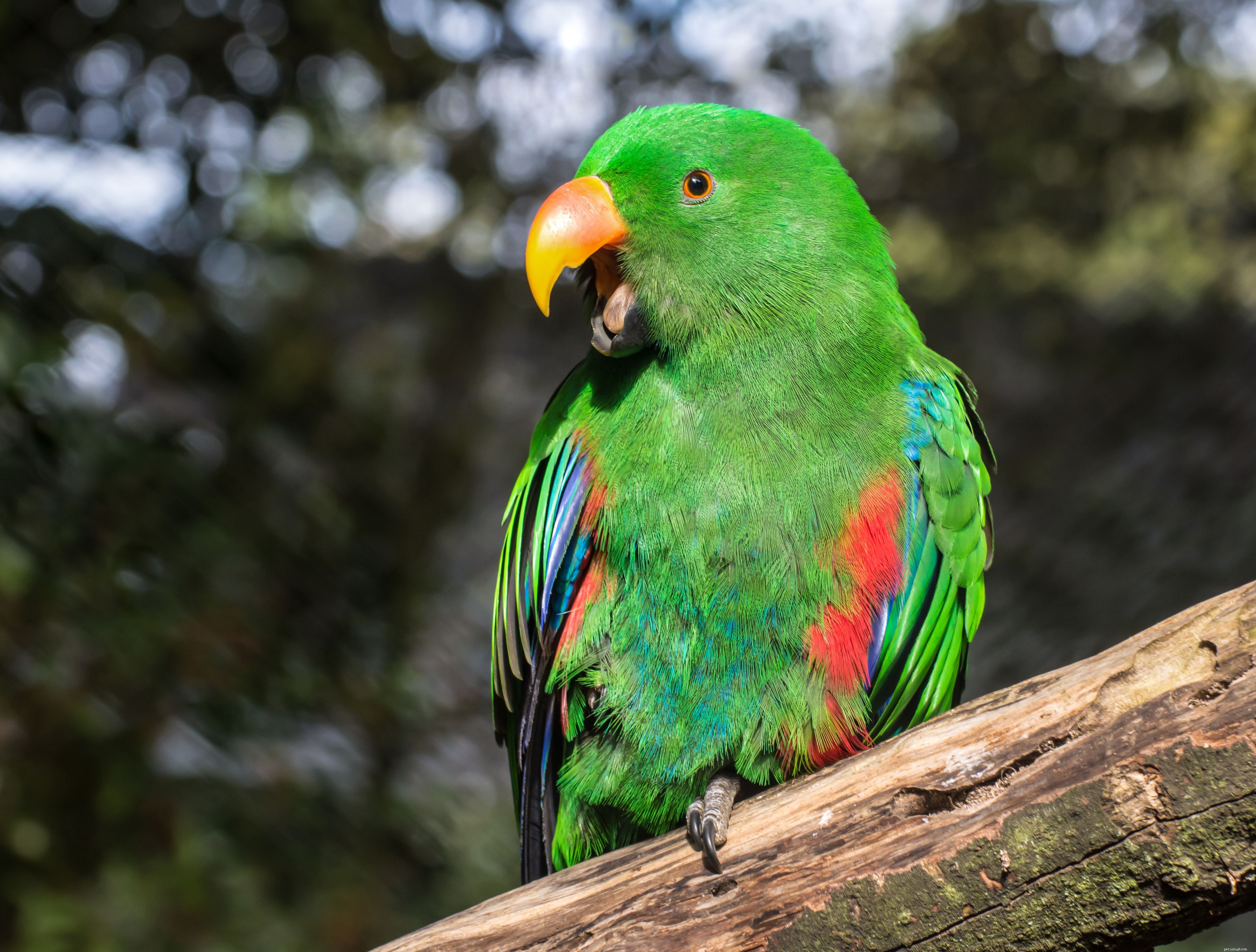 8 top groene papegaaien om als huisdier te houden