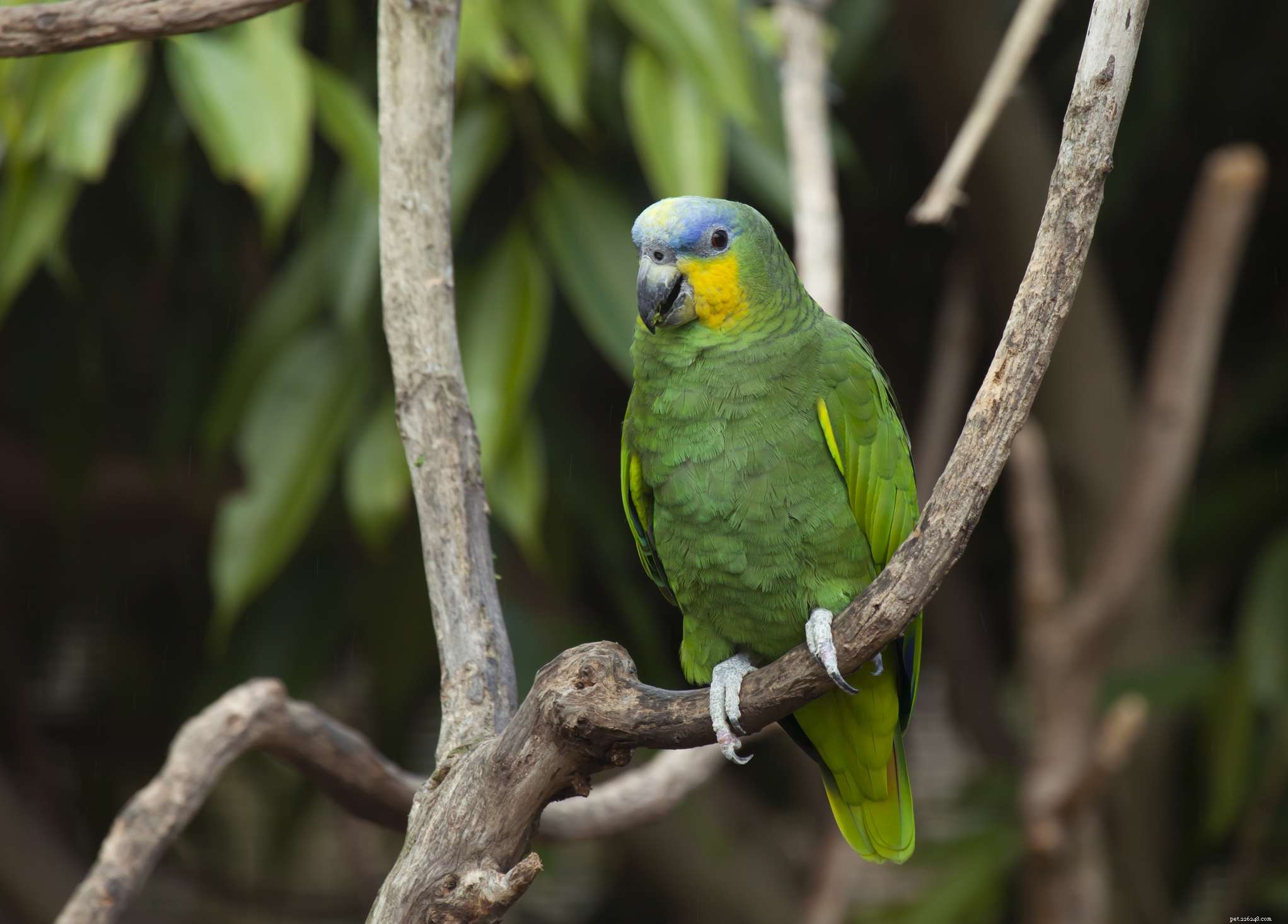 8 зеленых попугаев, которых лучше всего держать в качестве домашних животных
