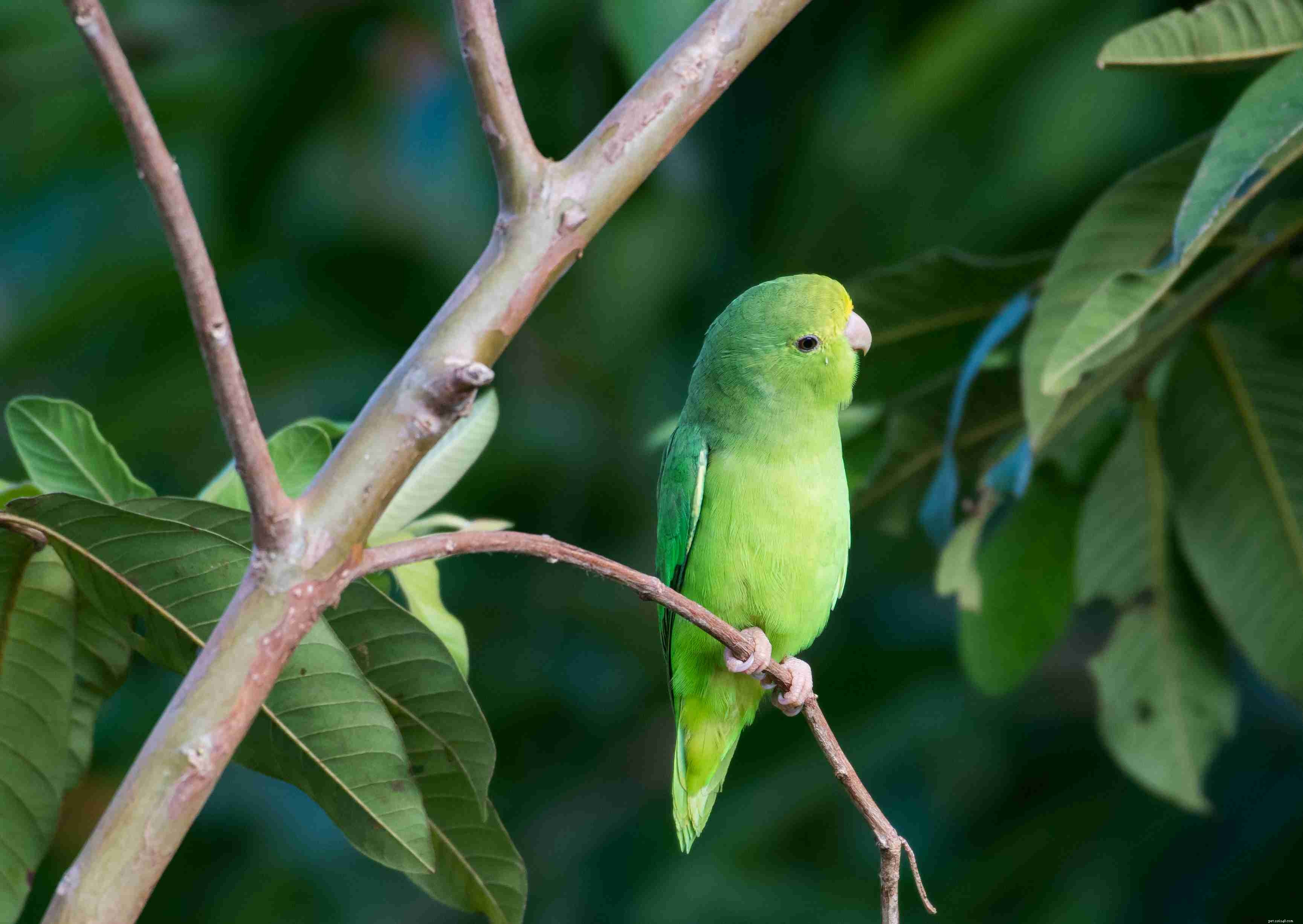 8 meilleurs perroquets verts à garder comme animaux de compagnie