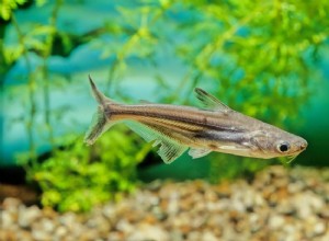 Noms communs de poissons commençant par  I 