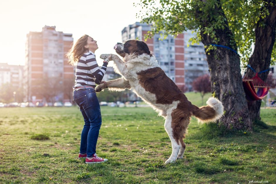 Waarom honden op en neer springen en hoe ze te stoppen