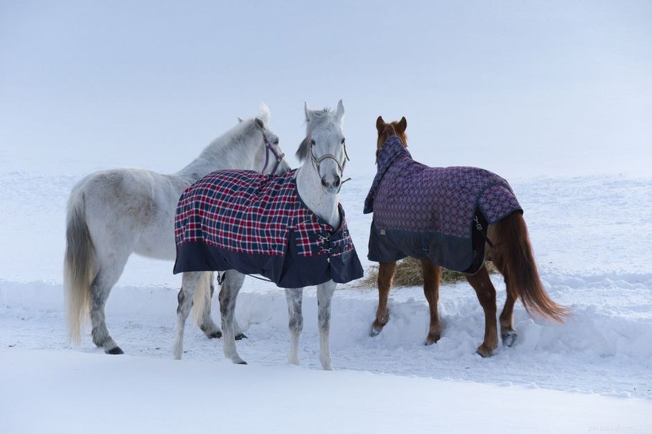 Moet je je paard een deken geven?