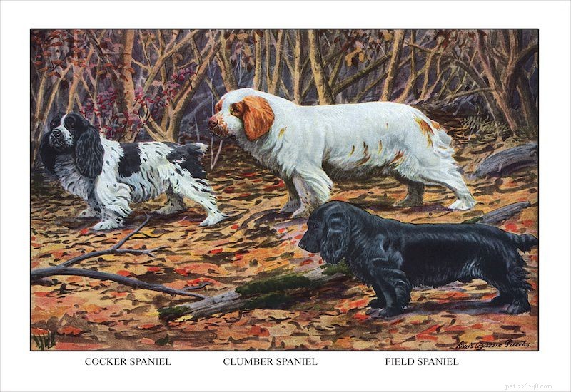 Field Spaniel :profil de race de chien