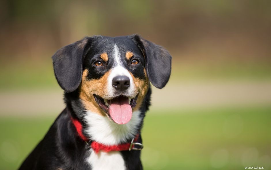 Entlebucher Mountain Dog:profilo della razza