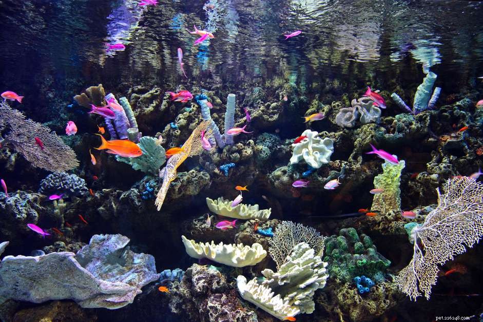 Nákup živého kamene pro vaše mořské akvárium