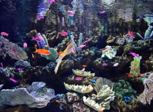 Nákup živého kamene pro vaše mořské akvárium