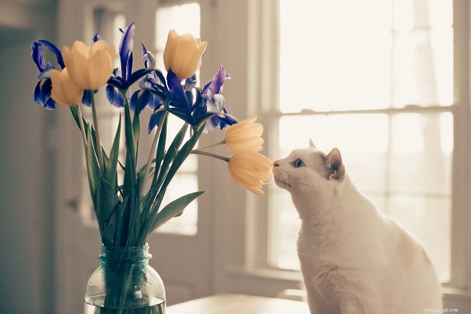 Qualquer olfato de gato é usado para todos os aspectos da sobrevivência