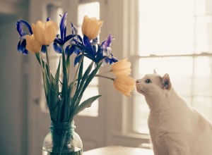 Qualquer olfato de gato é usado para todos os aspectos da sobrevivência