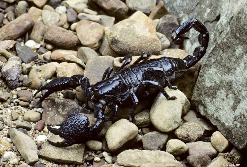 Determinando o sexo de um escorpião imperador