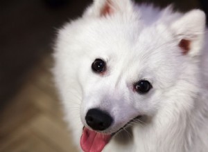 Spitz japonais :profil de race de chien