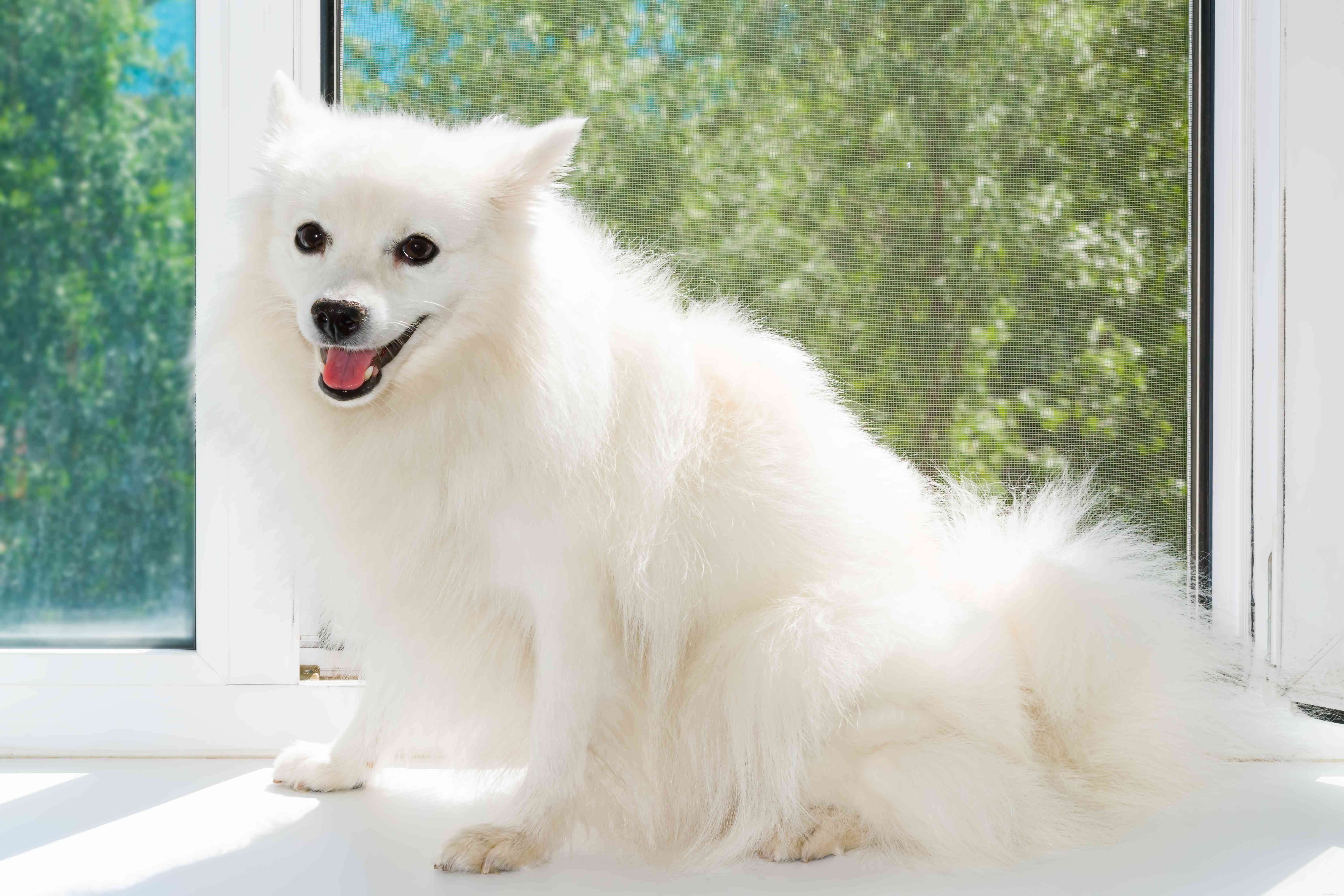 Spitz japonês:perfil da raça do cão