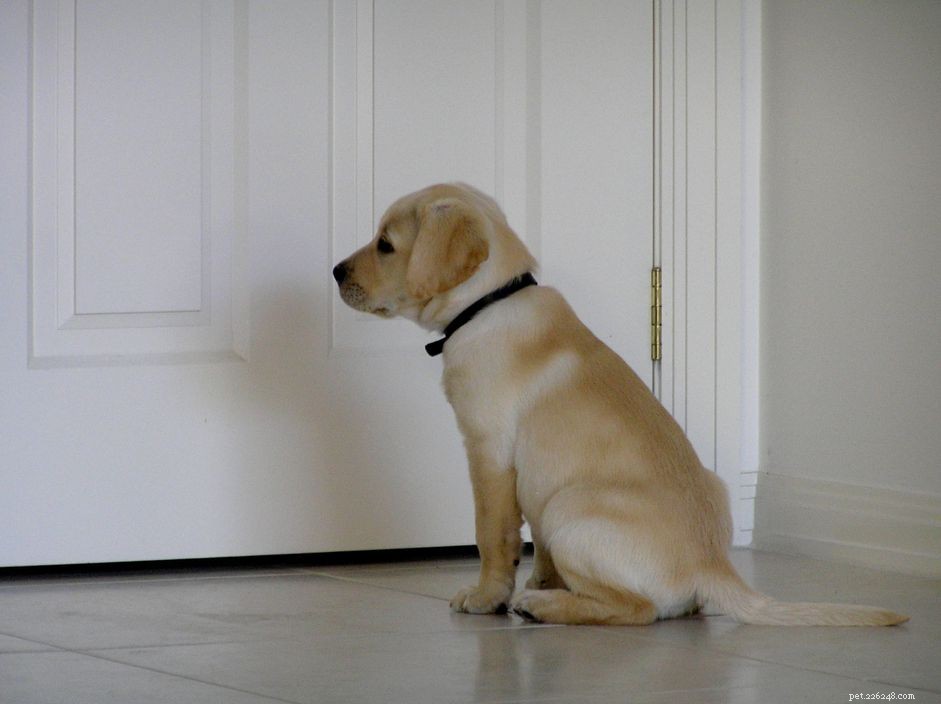 Как приучить щенка стоять или ждать