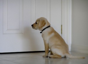 子犬を滞在または待機するように訓練する方法 