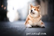 Japanse spits:hondenrasprofiel