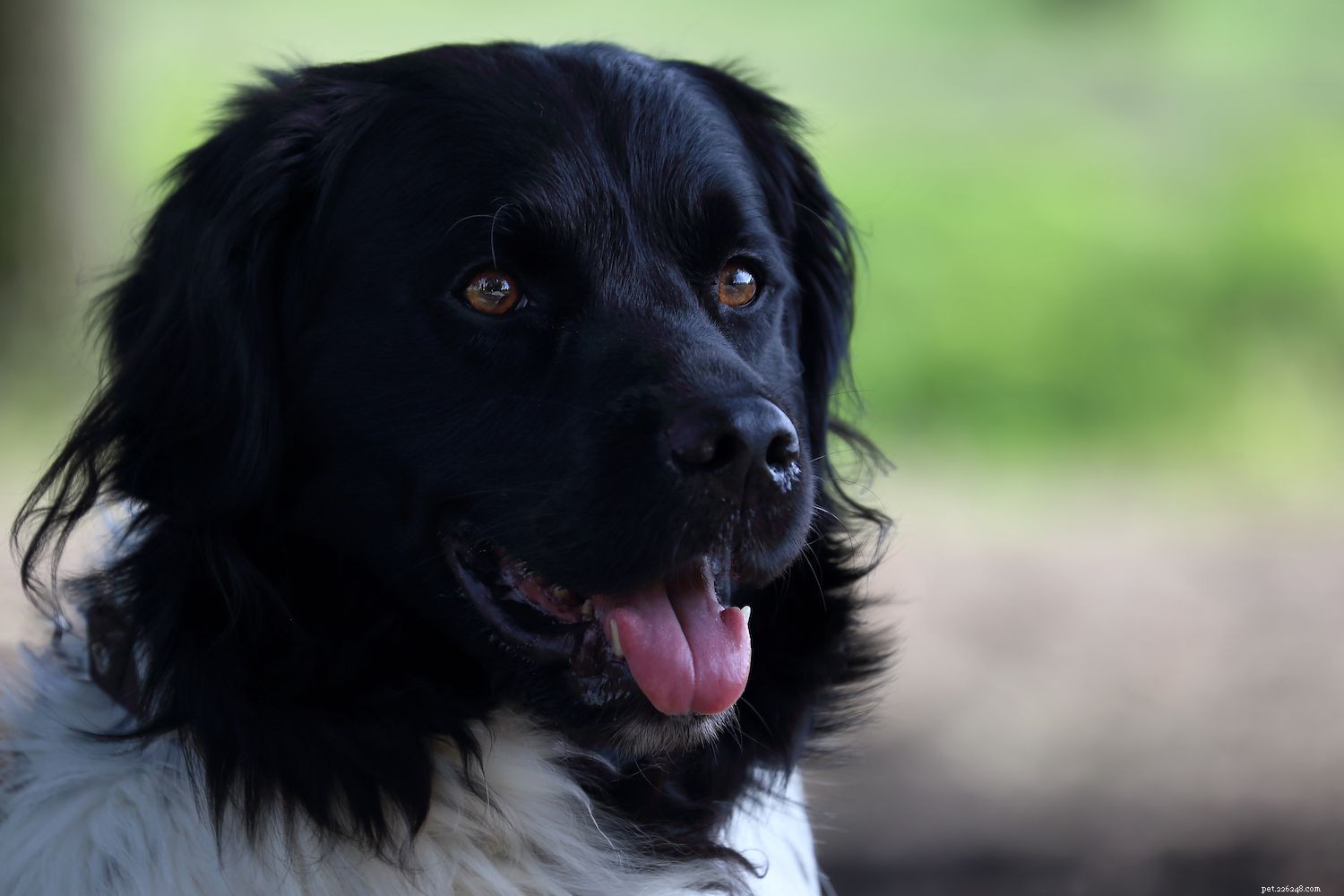 Stabyhoun (Staby):profilo razza canina