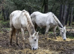 Cavalos ocos, oscilantes ou caídos