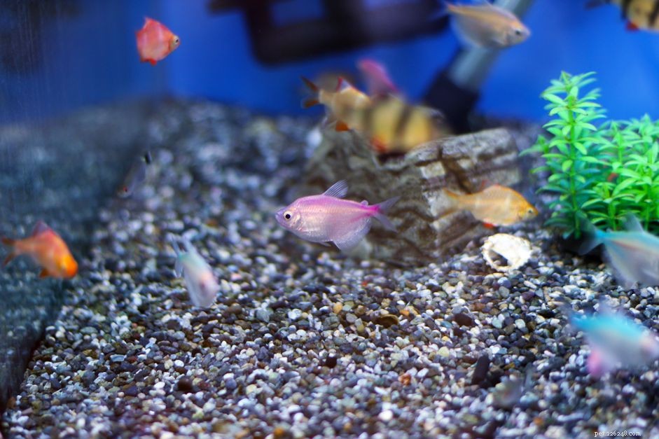 L importance de l utilisation du vert malachite dans les aquariums