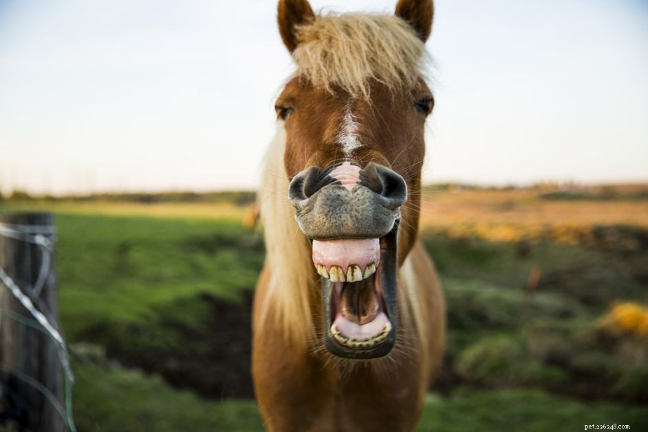 12 manieren waarop uw paard u vertelt dat zijn tanden moeten worden gecontroleerd