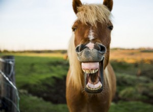 あなたの馬があなたにそれがその歯をチェックする必要があるとあなたに言う12の方法 